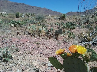 Opuntias in bloom and View of the Franklin Mountains