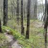 Sheltowee Trace follows Big South Fork River for several miles.