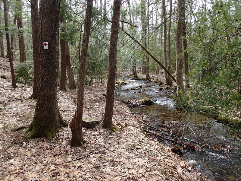 Red Maple Trail