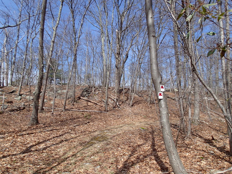 Red Maple Trail