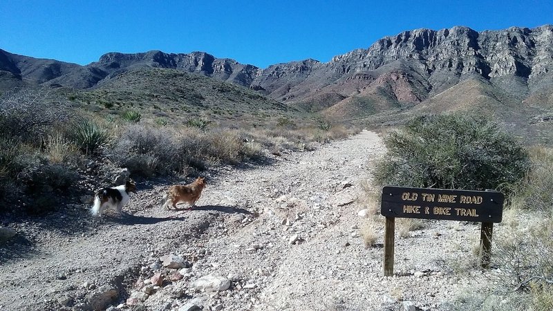 The dogs are having a good time.