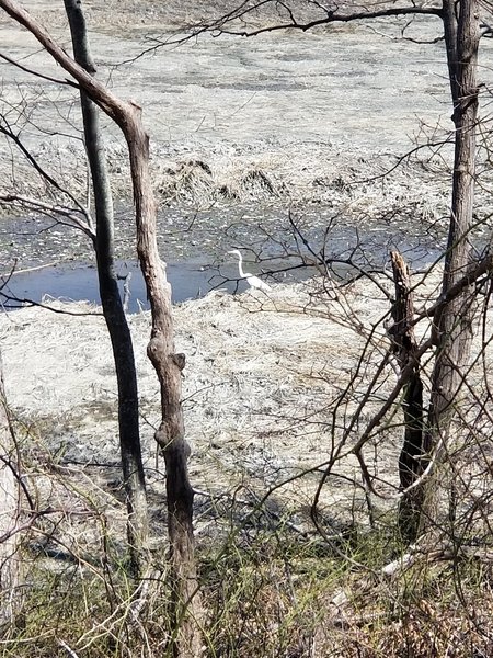 Egret waiting for the incoming tide