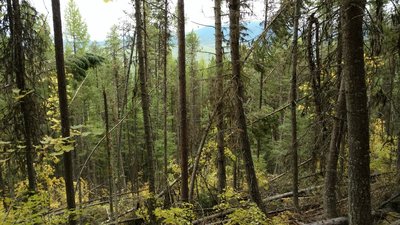 Foliage on the way up