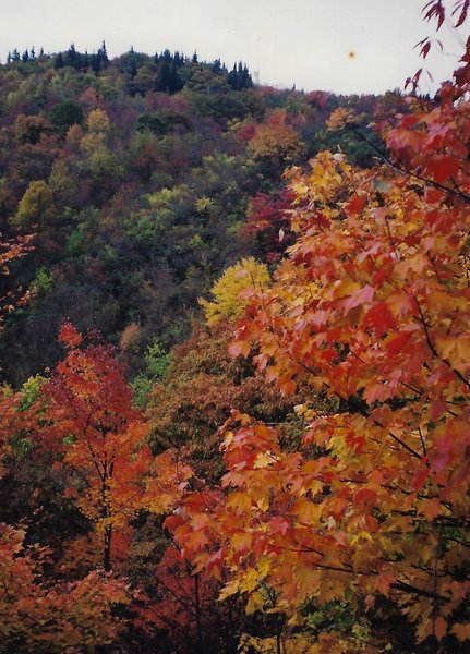 Autumn colors