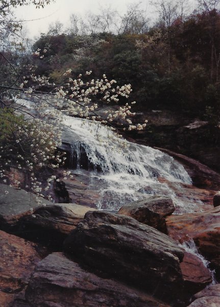 View of the falls in early spring. Service berry in bloom.