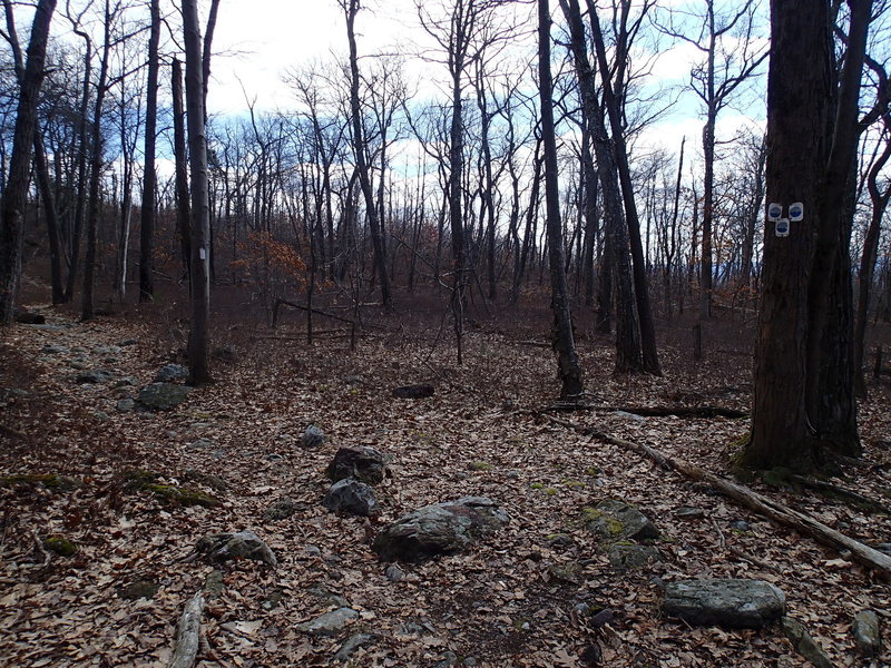 Jacobs Ladder Trail and Appalachian Trail junction