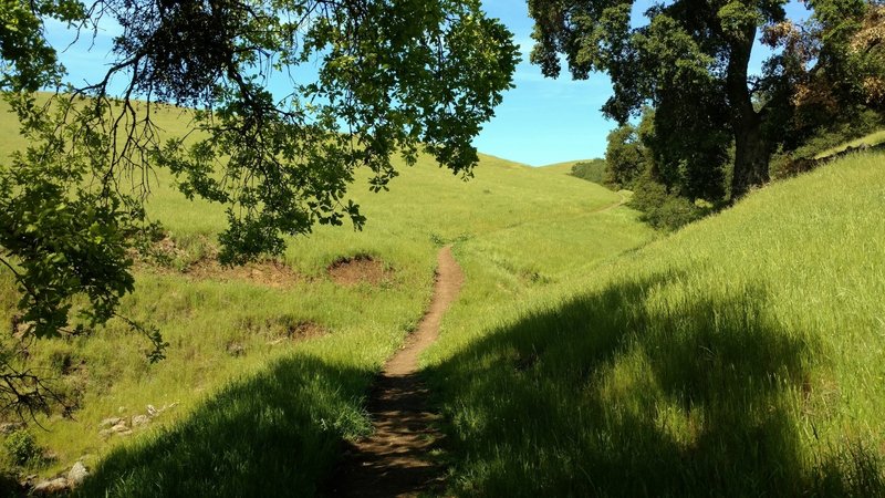 A bit of shade at a seasonal stream in the sunny grass hills that Townsprings Trail travels through.