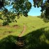 A bit of shade at a seasonal stream in the sunny grass hills that Townsprings Trail travels through.