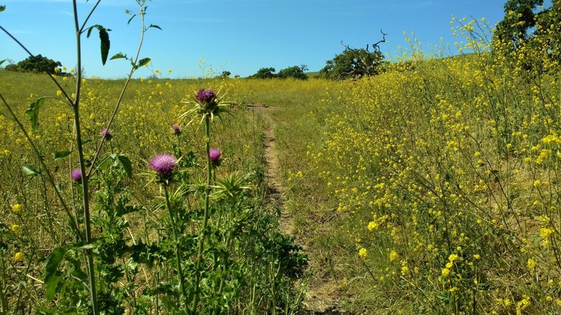 Bright yellow mustard and purple milk thistle grow shoulder high along Townsprings Trail by late April.