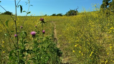 Bright yellow mustard and purple milk thistle grow shoulder high along Townsprings Trail by late April.
