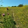 Bright yellow mustard and purple milk thistle grow shoulder high along Townsprings Trail by late April.