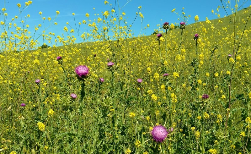 Purple milk thistle amid the yellow mustard along Rancho San Ysidro Trail in late April.