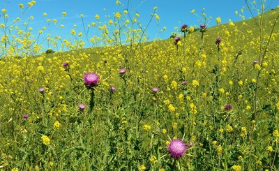 Purple milk thistle amid the yellow mustard along Rancho San Ysidro Trail in late April.