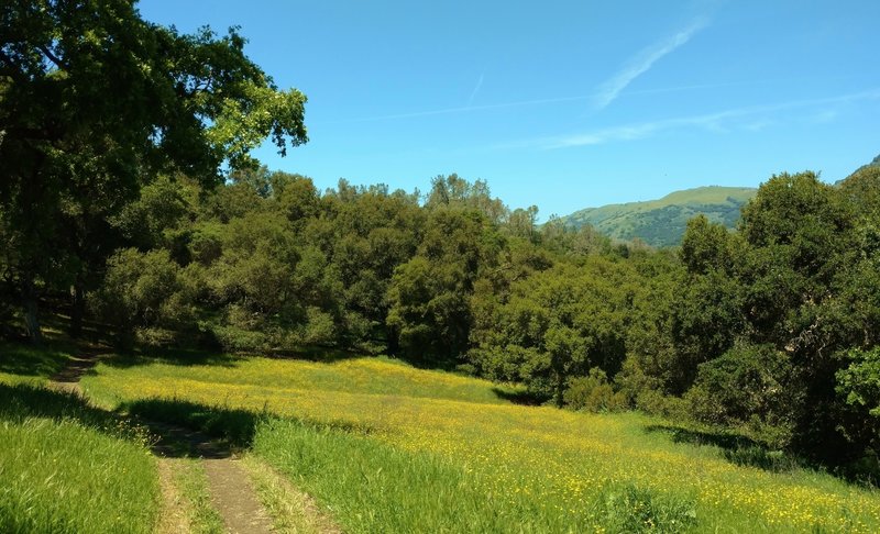 A small meadow covered with California buttercups, along Calaveras Trail. Palassou Ridge across Coyote Lake is peeking out on the right.