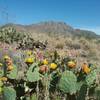 Looking southeast on the trail. Opuntias in bloom