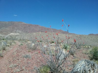 Looking east on the trail