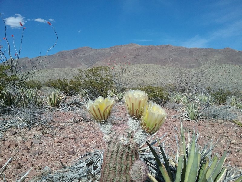 Looking east from the trail and Texas Rainbow cactus.