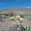 Looking east from the trail and Texas Rainbow cactus.