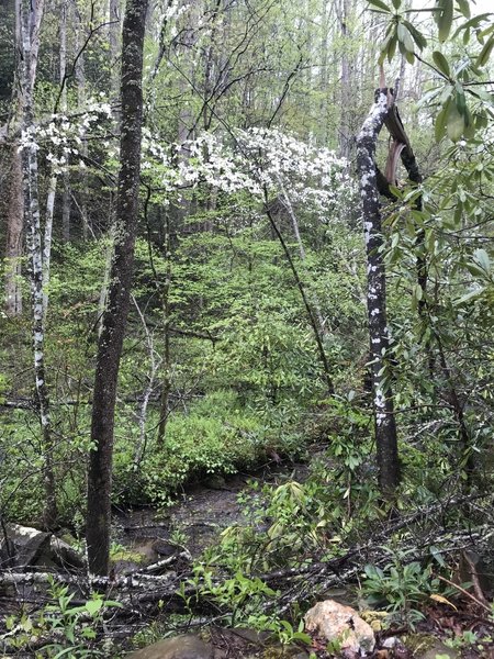 Nice dogwoods and creek