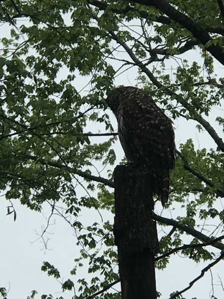 Several owls in the park