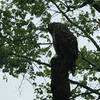 Several owls in the park