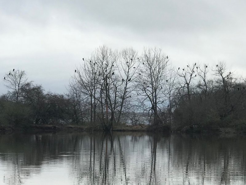 Cormorants on Cormorant Island