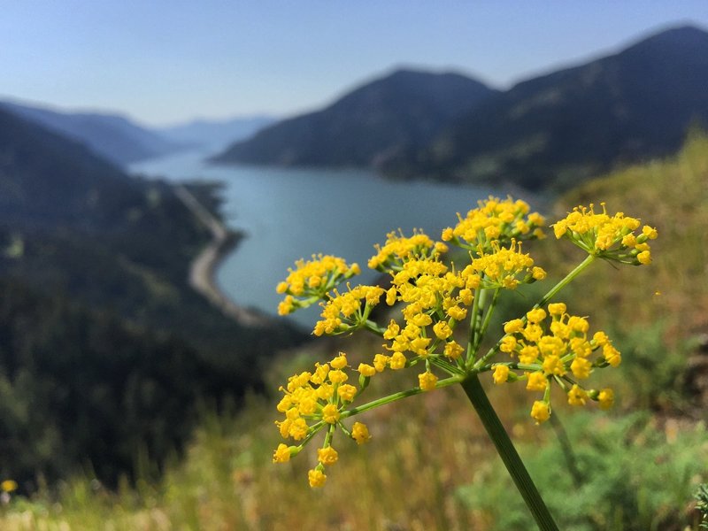 Wildflowers