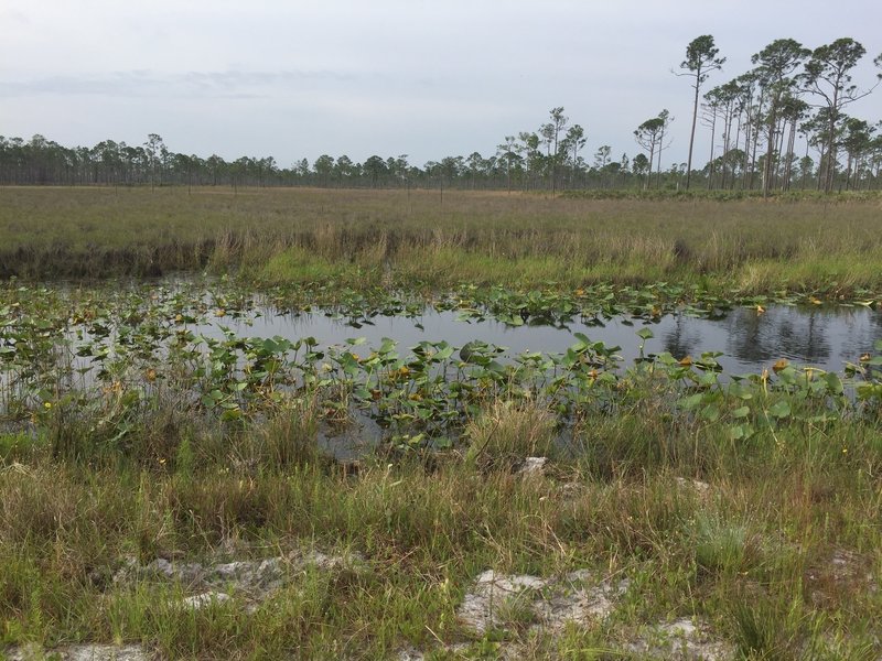 Photo at about mile 5 of Green Trail