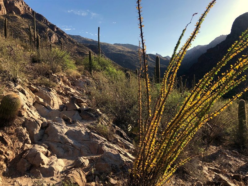 Morning ocotillo sun in Pima Canyon