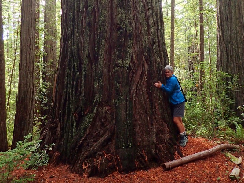 One of the big coast redwoods