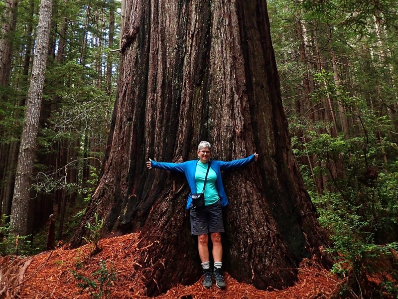 Another big redwood