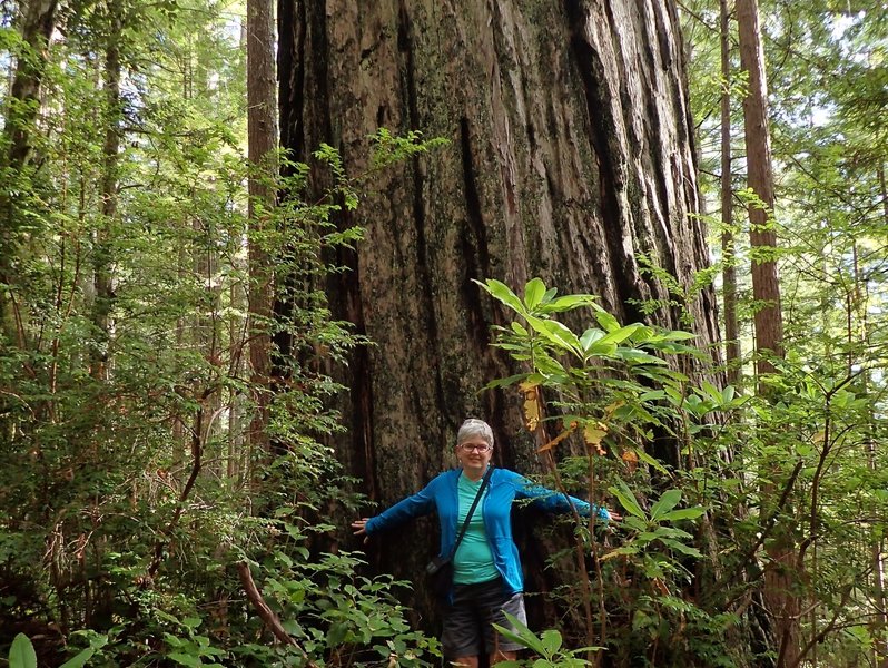 Yet another giant coast redwood