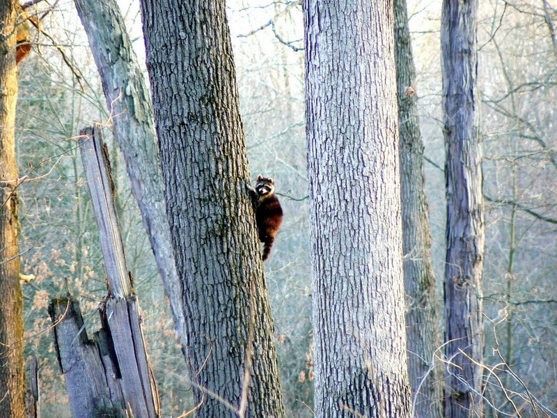 Raccoon on a tree.