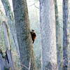 Raccoon on a tree.