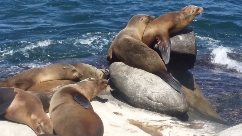 Seals and sea lions line the rocky shores of La Jolla Cove.