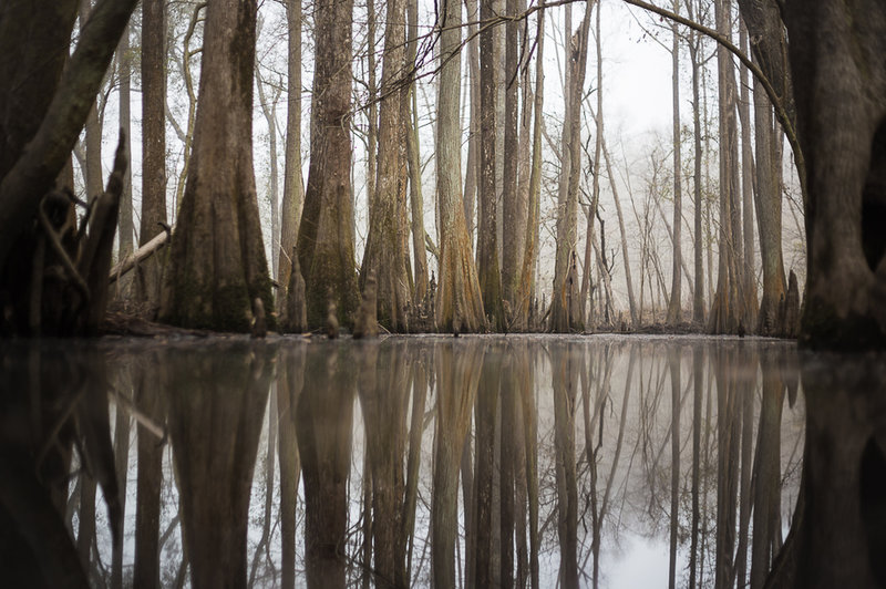 Stillwater and the namesake trees and knees along the Cypress Swamp Trail