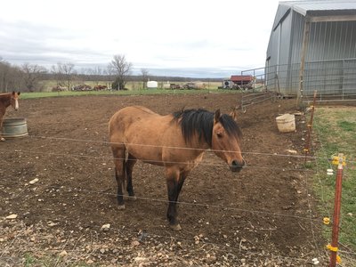 Be aware of large animals on or near the trail. Some fence lines back right up to the trail, as seen here.