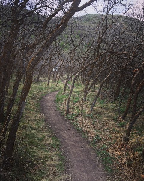 Fun winding path through the trees! Very easy hike with a 23 lb baby on my back!