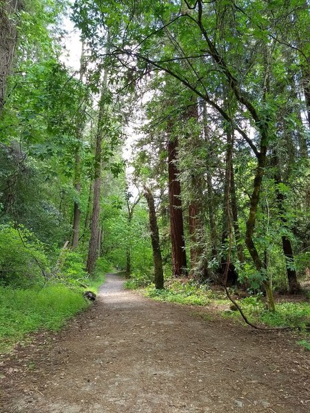 Nice wide trail on a portion of the hike