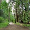 Nice wide trail on a portion of the hike