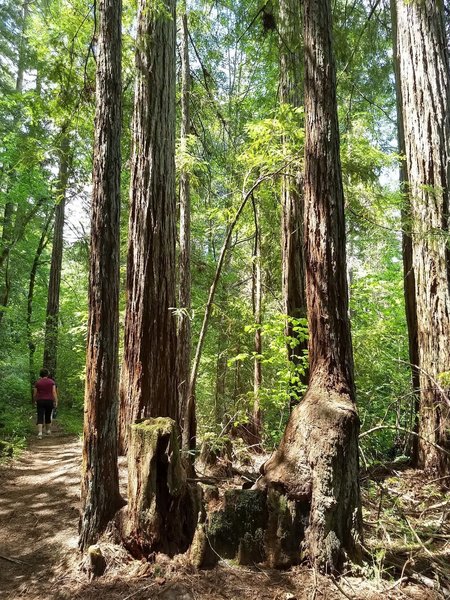 Redwoods along the trail