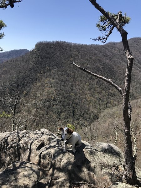 Viewpoint off Old Butt Knob Trail