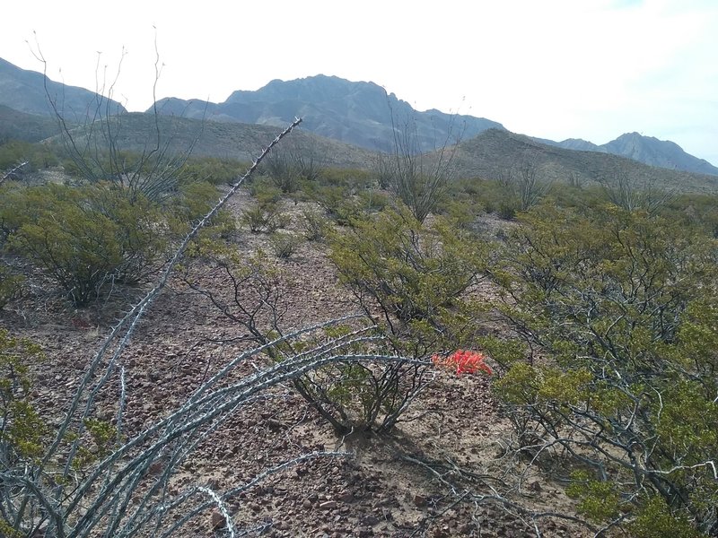 Looking southeast on the trail.