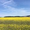 A field blooming on the prairie.