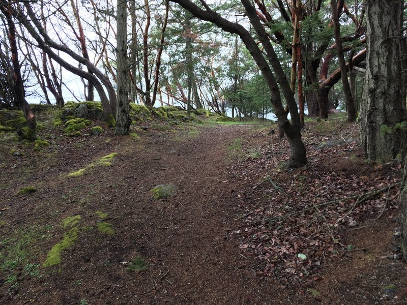 As you can see the trail is lined with madronas.