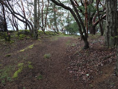 As you can see the trail is lined with madronas.