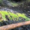 The limestone has an interesting effect on the local moss.