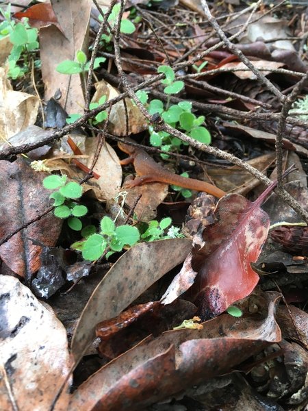 During spring you can find many of these little fellas on the trail.