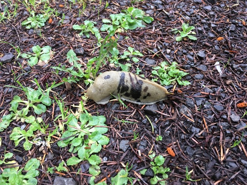 A banana slug on the trail.