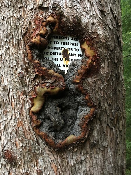 A coastguard no trespassing sign that was eaten by a madrona.